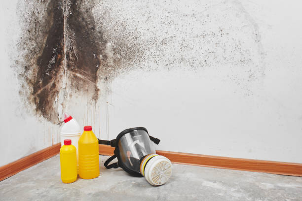 Best Attic Mold Removal  in Alvord, TX