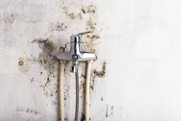 Best Local Mold Removal Service  in Alvord, TX