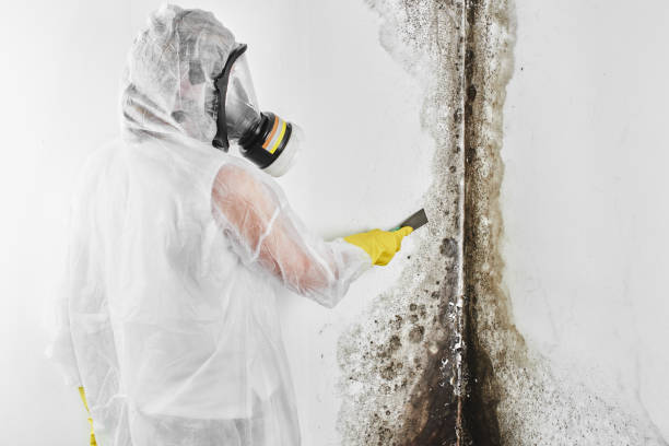Best Mold Removal Process  in Alvord, TX