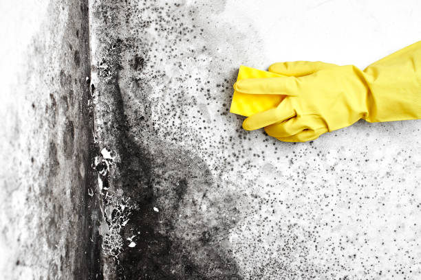 Best Same-Day Mold Removal  in Alvord, TX