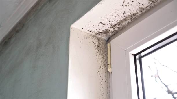 Best Residential Mold Removal  in Alvord, TX