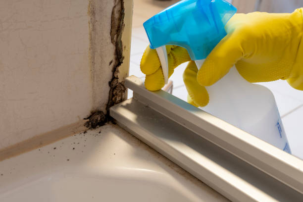 Best Black Mold Removal  in Alvord, TX