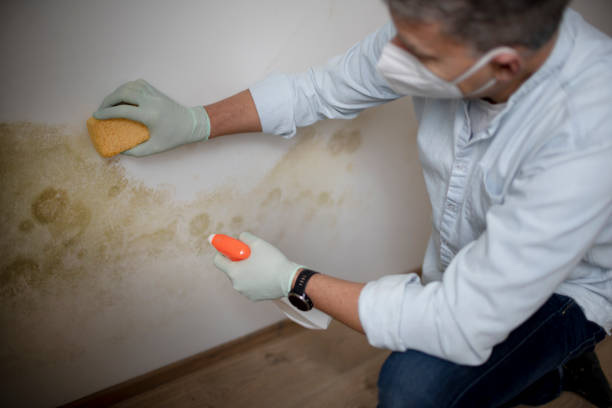 Best Mold Removal Near Me  in Alvord, TX