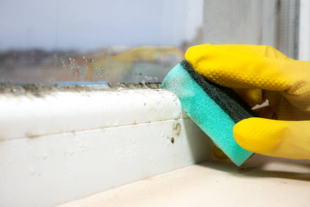Best Mold Remediation  in Alvord, TX