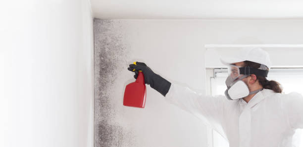 Best Mold Cleaning Services  in Alvord, TX