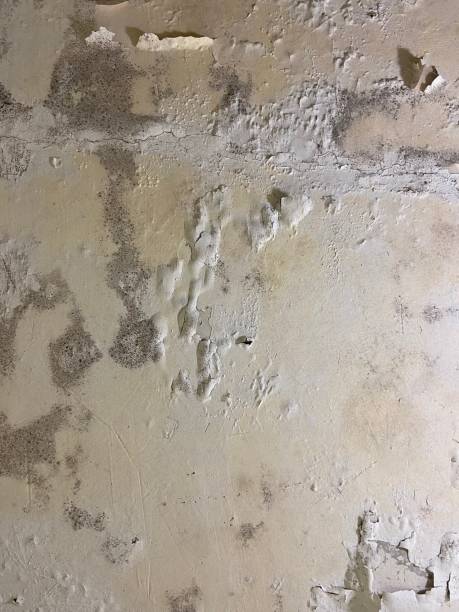 Best Mold Removal Specialists  in Alvord, TX