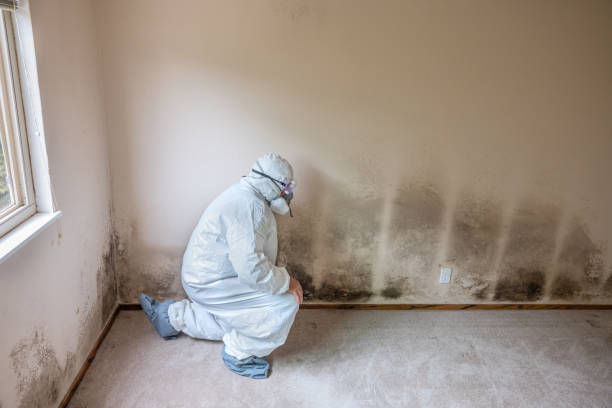 Best Professional Mold Removal  in Alvord, TX
