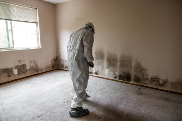 Best Crawl Space Mold Removal  in Alvord, TX