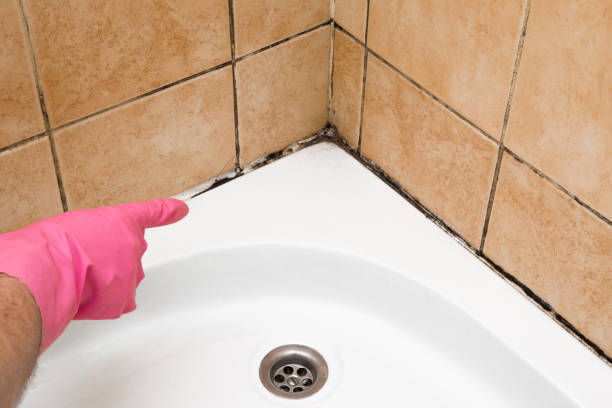 Best Mold Cleaning Services  in Alvord, TX