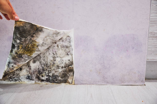 Mold Removal Process in Alvord, TX